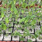 Kohlrabi Jungpflanzen 12er-Set Superschmelz Gemüsepflanzen