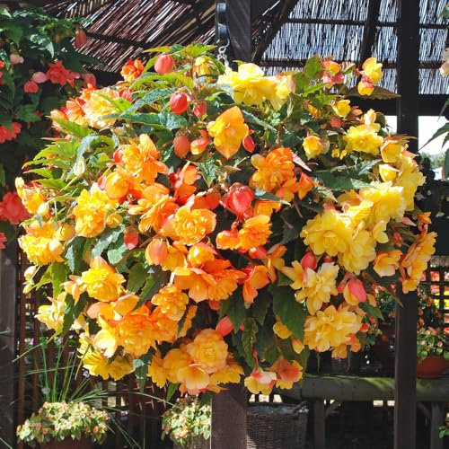 YouGarden Premium Pre-Planted Begonia 'Apricot Fiery Shades' Rattan Hanging Baskets, 2 x 35cm Baskets