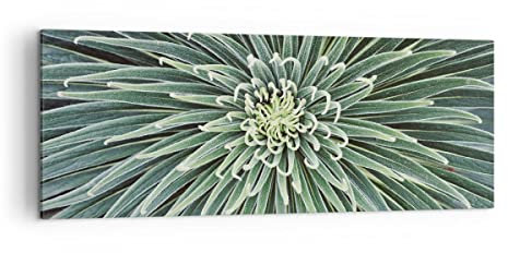 Panorama Bilder auf Leinwand Agave Grün Pflanze Leinwandbild 140x50cm Wandbilder Dekoration Wohnzimmer Schlafzimmer Küche Groß XXL Wanddeko Bild Wand Kunstdruck Art Wall Decor Canvas AB140x50-4905