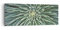 Panorama Bilder auf Leinwand Agave Grün Pflanze Leinwandbild 140x50cm Wandbilder Dekoration Wohnzimmer Schlafzimmer Küche Groß XXL Wanddeko Bild Wand Kunstdruck Art Wall Decor Canvas AB140x50-4905