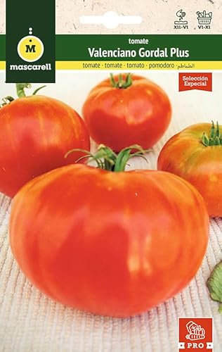 Mascarell Semillas, TOMATE, Semillas Huerto, TOMATE VALENCIANO GORDAL PLUS, Crea tu Propio Huerto Urbano y Cultivo en Casa, Plantas Hortícolas. 0,2 Gramos