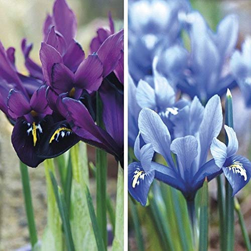 Portal Cool 25 Mix Dwarf Iris Bulbos Reticulata Los primeros bulbos de primavera-Planta Con campanillas Bulbos
