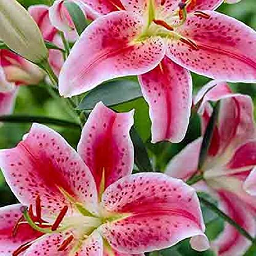 5x Frische Tiger Lilien  Pink Flight  Blumenzwiebeln Wuchshöhe bis 120 cm