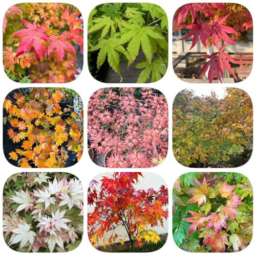 50 pcs Japanischer Ahorn Baum Samen, zimmerpflanzen echt samen, winterharte blumen Bonsai Samen Ahorn - winterharte pflanzen, stauden topfpflanzen echt, outdoor pflanzen kübelpflanzen,