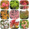 50 pcs Japanischer Ahorn Baum Samen, zimmerpflanzen echt samen, winterharte blumen Bonsai Samen Ahorn - winterharte pflanzen, stauden topfpflanzen echt, outdoor pflanzen kübelpflanzen,