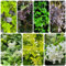 liguster heckenpflanzen samen immergrüne sträucher winterhart liguster samen topfpflanzen draußen winterhart sträucher winterhart blühend zimmerbonsai bonsai grünpflanzen 400pcs