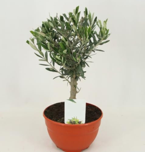 Planta natural Olivo en tarrina, Olea europaea, 40 cm. Árbol mediterráneo pequeño, hojas verdes, fruto aceituna, fácil cuidado. Segura Garden