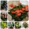 150 pcs Anthurium Pflanze Samen, indoor kräutergarten bienen wiese Anthurium Clarinervium, Famingoblume, zimmerpflanze indoor plants zimmerpflanzen winterharte stauden mehrjährig winterharte