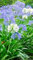 Schmucklilie blau/Liebesblume - 20 Samen - Agapanthus praecox