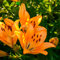 Lilien Zwiebeln Winterhart MehrjäHrig Blumenzwiebeln FrüHblüHer Blumen Deko Zimmerpflanzen Bonsai FrüHlingsblumen Zwiebeln Garten Pflanzen Balkonpflanzen Geschenk Garten 2 Orange Lilien Zwiebel