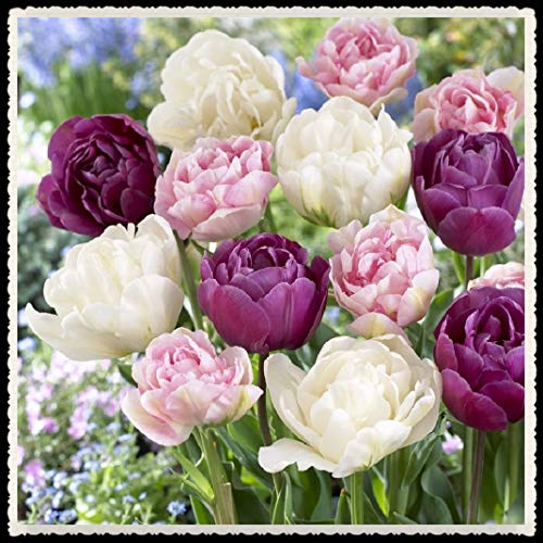 Tulip Bulbs-Romantic purple flowers, wonderful gardening planting flowers, surprise Valentine's Day gifts-15 Bulbi:Seeds only