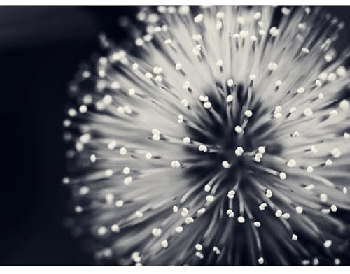Wee Blue Coo Photo Nature Plant Flower Black White Beautiful Home Wall Art Print