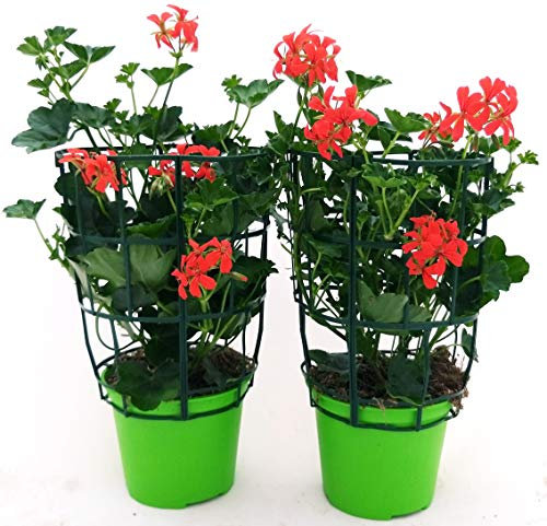 POWERS TO FLOWERS - GERANIO PARIGINO ROSSO HERCULES, PELARGONIUM, 2 PIANTE VASO 14, piante vere