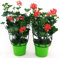 POWERS TO FLOWERS - GERANIO PARIGINO ROSSO HERCULES, PELARGONIUM, 2 PIANTE VASO 14, piante vere