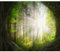 murando Fototapete Premium-Vlies Wald 350x256cm Foto Tapete Schlafzimmer Wohnzimmer Moderne Vliestapete XXL Wandtapete Motivtapeten Bildtapete 3d Effekt Wand Dekoration Landschaft Natur Sonnenstrahl