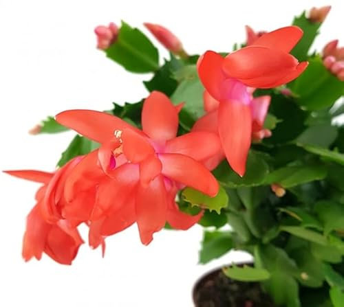Schlumbergera Natural Planta Navideña para Decorar tu Hogar