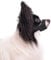 Maulkorb für Hunde mit Kurzer Schnauze, Maulkorb für Kleine und Mittelgroße Hunde Weich Maulkorb Gegen Beißen und Bellen Dog Muzzle für Chihuahua Hiromi Shih Tzu, Schnauzenumfang 14-17,8cm