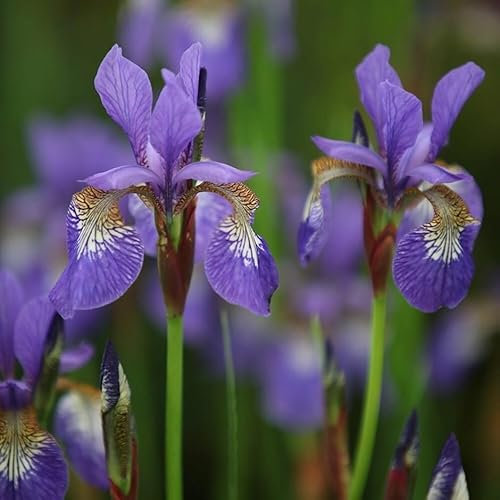 Plant Theory Tropic Night Siberian Iris Perennials Flowering Plants Iris 2L Pot