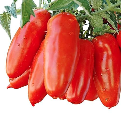 San Marzano Tomato Seeds - For Growing Delicious Tomatoes for Sauces, Paste, Canning