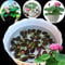 Bonsai Bowl Lotus Flower, Mixed Colour Multiple Flower Seeds, Beginner-Friendly Water Lily Planting in Water, Lotus Seeds for Kitchen Garden Pond (30Pcs Multicolor)