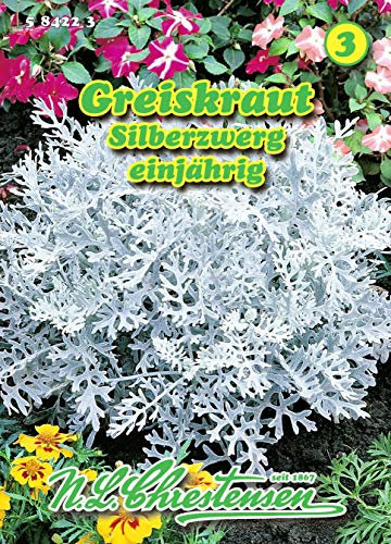 Senecio bicolor‚ Greiskraut, Silbenwerg silbriges Laub N.L.Chrestensen Samen