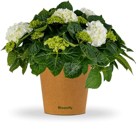 Bloomify® Hortensie Hugo weiß | 30 bis 50 cm großer blühfreudige Bauern-Hortensien | winterharte und pflegeleichte Staude für Garten, Balkon oder Kübel | besonders schöne, prächtige Blüten