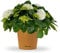 Bloomify® Hortensie Hugo weiß | 30 bis 50 cm großer blühfreudige Bauern-Hortensien | winterharte und pflegeleichte Staude für Garten, Balkon oder Kübel | besonders schöne, prächtige Blüten