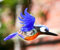 Lauschaer Glaskunst Eisvogel mit Öse klein