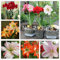 Barbados Lilie, Amaryllis-Blüte, Amaryllis Samen - 100pcs