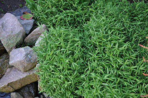 3 x Pleioblastus pygmaeus im 1 Liter Topf (Bambus/Ziergras/Gräser/Winterhart/Mehrjährig/Bodendecker/Immergrün) Zwergbambus - Kompakte Eleganz für asiatisches Flair - von Stauden Gänge