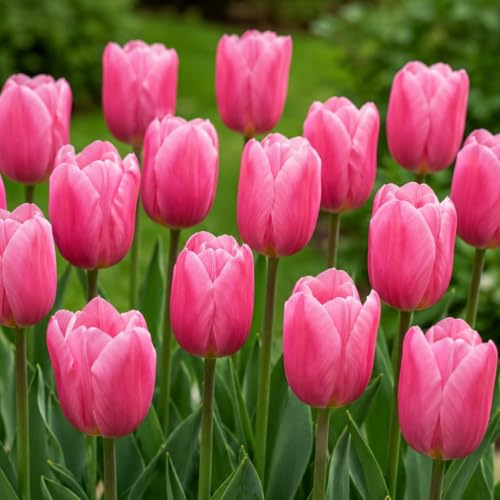 Tulpenzwiebeln Winterhart Mehrjährig - Pink Passion - 25 Blumenzwiebeln