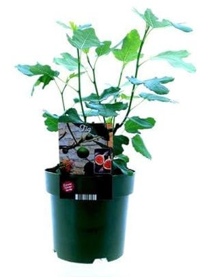 Ficus Carica Bornholm - Feigenbaum - Ø19cm - 50cm