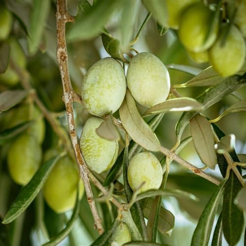 PIANTA DI ULIVO Compatible with BELLA DI CERIGNOLA *da mensa* in vaso 20/fitocella età 2/3 anni
