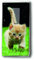 PAPER+DESIGN Motiv Taschentuch FSCMix 10 Stck. Forwards