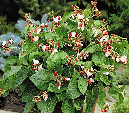 Thompson & Morgan - Vegetables - Dwarf Runner Bean Hestia - 20 Seed