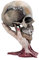 Nemesis Now Metallica Sad But True Totenkopf, 22 cm, Kunstharz, Taupe