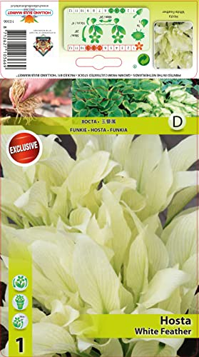 Hostarhizome : Hosta - Funkie White Feather winterhart 1 Rhizom