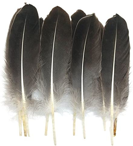 Natürliche Pfau-Fasan-Feder Straußen-Truthahn-Federn für Handarbeiten, Kopfschmuck, Kunsthandwerk, Dekorationszubehör, China, 15–20 cm, 20 Stück