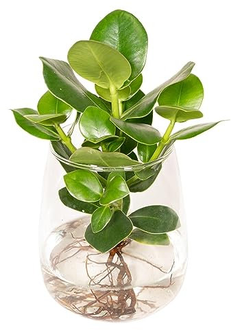 La Green Touch - Clusia in idrocoltura e vaso in vetro - h30 cm, Ø12 cm - pianta da interno - vaso 12 cm, altezza 30 cm