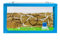 AntHouse - Natürliche Ameisenfarm aus Sand | 3D Starter Kit Himmelblau 20x10x10 cm | Inklusive Ameisen