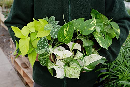 Pothos Houseplant Collection - 4 Beginner Friendly Plants in 12cm Pots - Including Happy Leaf, Neon Golden Pothos, Silver Satin and Devil's Ivy (2 Packs)