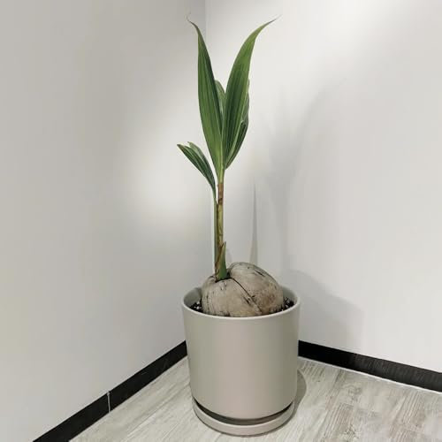Semi di palma da cocco - semi di piante vere di palma da cocco, semi di piante, piante per esterno Coltivazione di semi, alberi da frutto colonnari Le piante perenni sono piante 30pcs