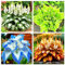 Piante ornamentali da giardino in vaso - Bulbi di Hosta resistenti al freddo - sempreverdi - facili da mantenere - perenni-4bulbi-A