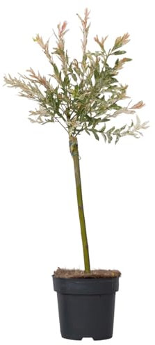 Plant in a Box - Árbol flamenco - Salix integra 'Flamingo' - Altura 60-80cm - Maceta 17cm - Planta de jardín - Resistente al frío