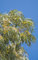 Schnee Eukalyptus - 30 Samen