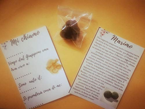 marimo,cladophora,alga palla,pianta acquatica,moss ball,1 pz, orto strabilia