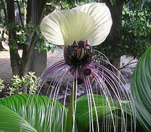 Stk - 6x Tacca Nivea White Fledermaus Garten Pflanzen - Samen A246 - Seeds & Plants Shop by Ipsa