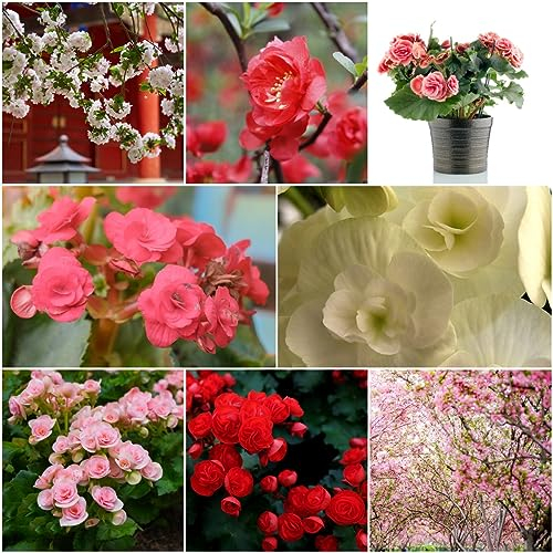 20 pcs begonien hängend begonie samen - pflanzenkübel,Malus spectabilis,begonia winterharte pflanzen für garten gewächshaus balkon bonsai baum dekoration wohnzimmer bienenweide