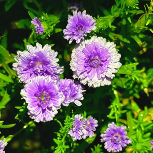 astern - gartenblumen exotische winterhart asternsamen, wildbalkonblumen wiesensaatgut schattenpflanzen 600samen