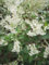 Polygonum aubertii - Schlingknöterich